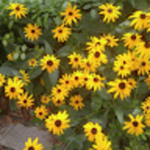 Meet your Posher, Nanine